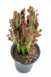 Euphorbia trigona  rubra  - Ruby Red Trigona Cheap