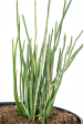 Euphorbia antisyphilitica - Candelilla Cheap