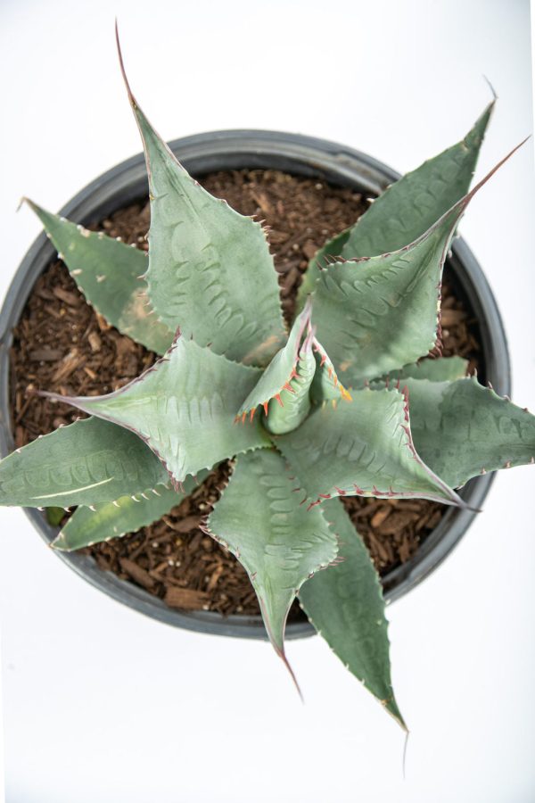 Agave havardiana - Havard Century Plant Online