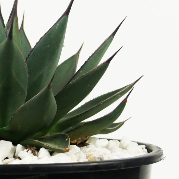 Agave x  Blue Emperor  For Sale