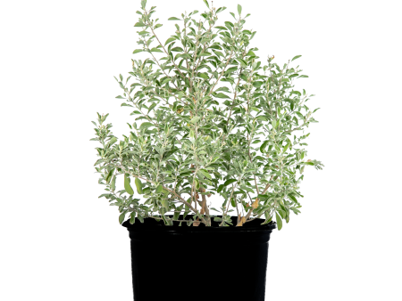 Leucophyllum spp.- Texas sage Cheap