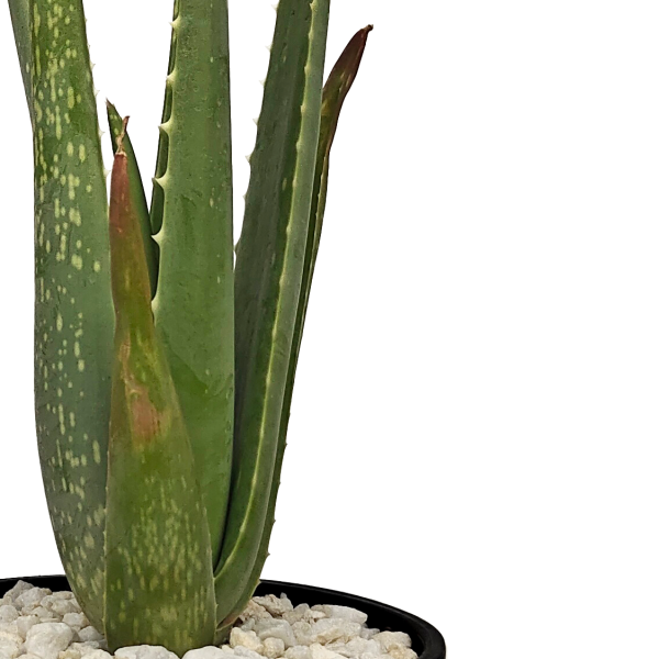 Aloe barbadensis - Aloe vera-orange Online now