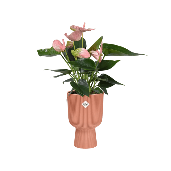 Elho Vibes Coupe Planter Hot on Sale