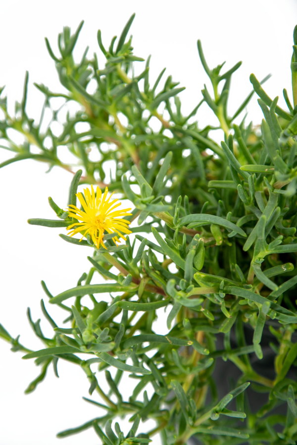 Malephora lutea - Rocky Point Ice Plant Online Hot Sale