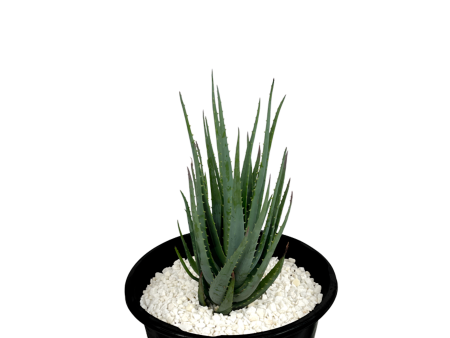 Aloe brevifolia  Blue Elf  For Discount