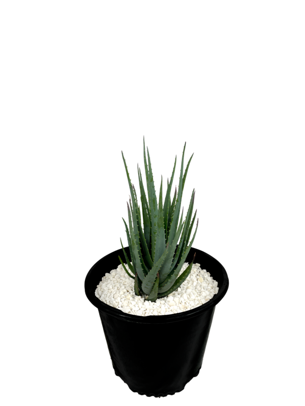 Aloe brevifolia  Blue Elf  For Discount