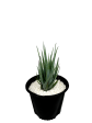 Aloe brevifolia  Blue Elf  For Discount