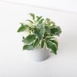 Kalanchoe Laciniata Variegated Online Sale