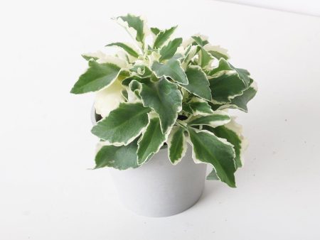 Kalanchoe Laciniata Variegated Online Sale