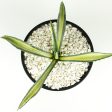 Agave americana medio-picta  Gold  Online now