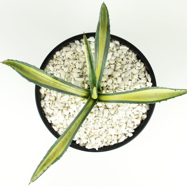 Agave americana medio-picta  Gold  Online now