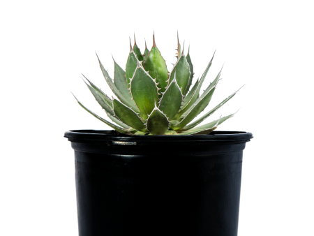 Agave horrida - Mexcalmetl Agave Online Hot Sale