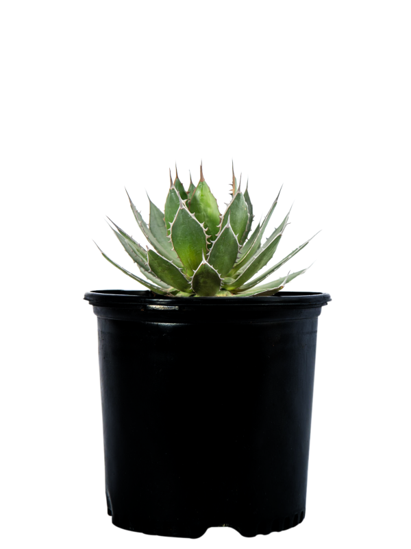 Agave horrida - Mexcalmetl Agave Online Hot Sale