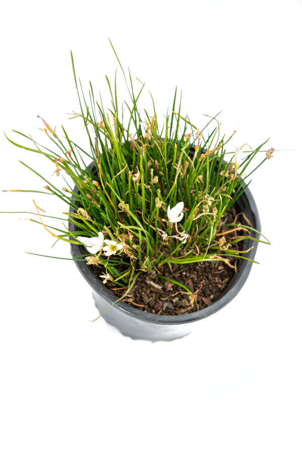 Zephyranthes candida - White Rain Lily Cheap