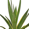 Agave angustifolia v. marginata - Narrow Leaf Agave Online Hot Sale