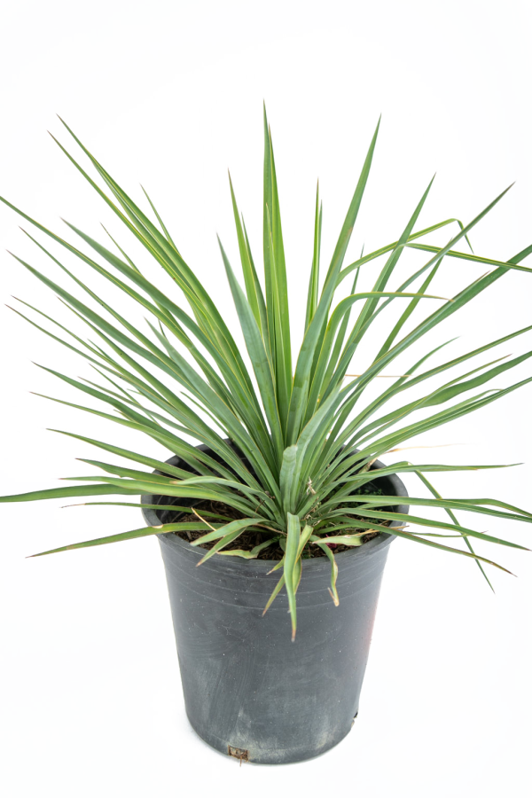 Yucca recurvifolia (pendula) Hot on Sale